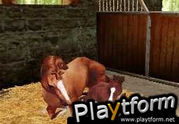 Horse Life (DS)