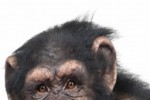 Happy Chimpanzee Slide Puzzle (iPhone/iPod)