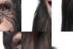 Happy Chimpanzee Slide Puzzle (iPhone/iPod)