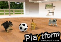 Nintendogs: Chihuahua and Friends (DS)