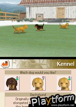 Nintendogs: Labrador and Friends (DS)