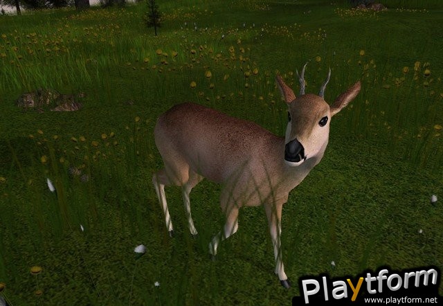 Deer Hunter 2005 (PC)