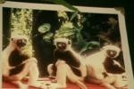 Zoboomafoo: Leapin' Lemurs! (PlayStation)