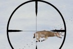 Deer Hunter 5: Tracking Trophies (PC)