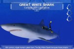 Shark! Hunting the Great White (PC)